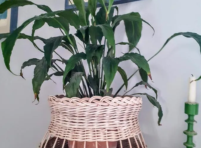 Casa Gaia 아파트 *